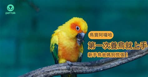 家裡養鳥好嗎|第一次養鳥就上手 新手鳥爸媽別慌張！